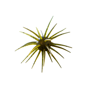 Mutant 17mm